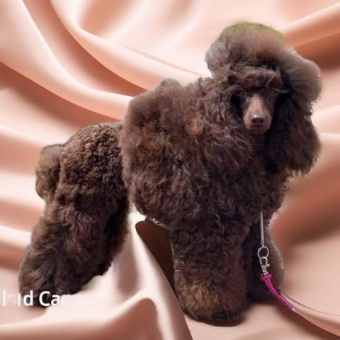 Той пудел кученца Пудел той, Ваксинирано - Да, Обезпаразитено - Да - град Извън България | Кучета - снимка 12