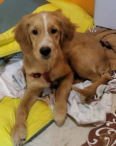 Продава се мъжки Голдън ретривър Golden Retriever, 6 Months, Vaccinated - Yes - city of Sofia | Dogs - снимка 1