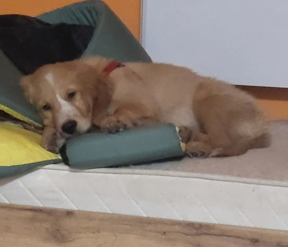 Продава се мъжки Голдън ретривър Golden Retriever, 6 Months, Vaccinated - Yes - city of Sofia | Dogs - снимка 2