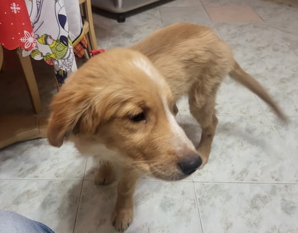 Продава се мъжки Голдън ретривър Golden Retriever, 6 Months, Vaccinated - Yes - city of Sofia | Dogs - снимка 3
