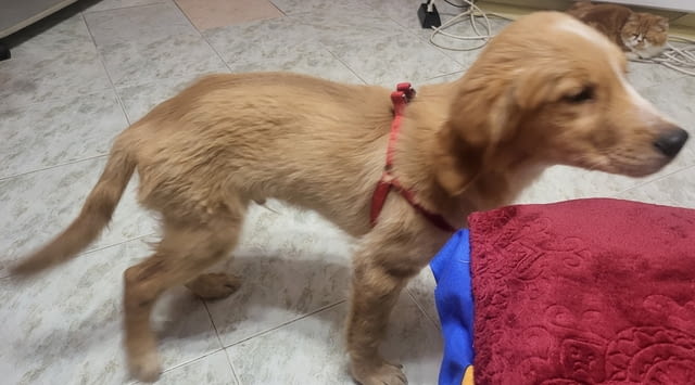 Продава се мъжки Голдън ретривър Golden Retriever, 6 Months, Vaccinated - Yes - city of Sofia | Dogs - снимка 4