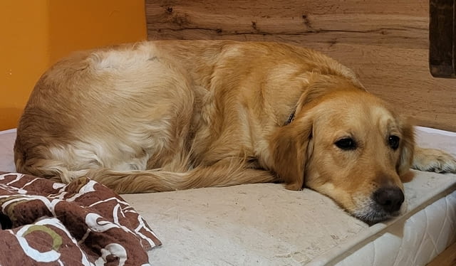 Продава се мъжки Голдън ретривър Golden Retriever, 6 Months, Vaccinated - Yes - city of Sofia | Dogs - снимка 5