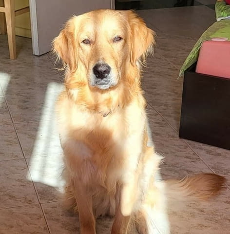 Продава се мъжки Голдън ретривър Golden Retriever, 6 Months, Vaccinated - Yes - city of Sofia | Dogs - снимка 6