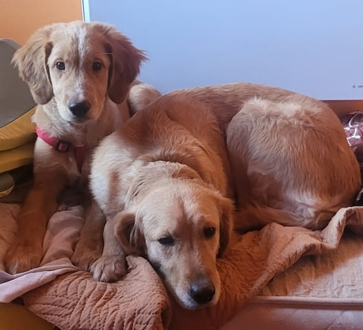 Продава се мъжки Голдън ретривър Golden Retriever, 6 Months, Vaccinated - Yes - city of Sofia | Dogs - снимка 7