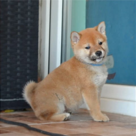 Шиба Ину кученца Шиба ину, Ваксинирано - Да, Обезпаразитено - Да - град Извън България | Кучета - снимка 7