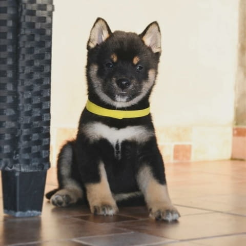 Шиба Ину кученца Шиба ину, Ваксинирано - Да, Обезпаразитено - Да - град Извън България | Кучета - снимка 9