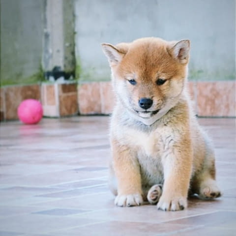 Шиба Ину кученца Шиба ину, Ваксинирано - Да, Обезпаразитено - Да - град Извън България | Кучета - снимка 10