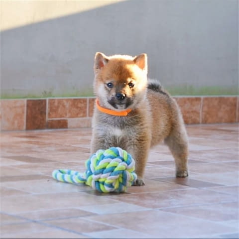 Шиба Ину кученца Шиба ину, Ваксинирано - Да, Обезпаразитено - Да - град Извън България | Кучета - снимка 11