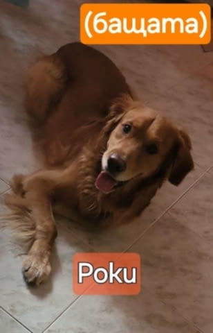 Продава се мъжки Голдън ретривър Golden Retriever, 6 Months, Vaccinated - Yes - city of Sofia | Dogs - снимка 8