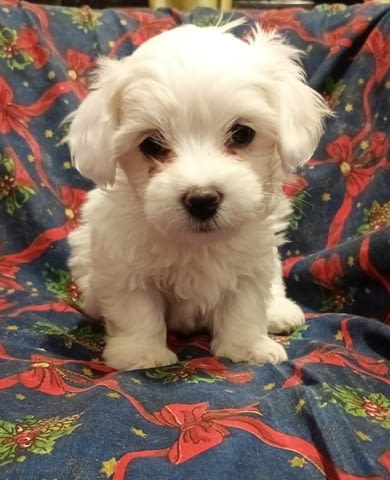 Coton de Tulear puppies for sale Unknown Breed, 2 Months, Vaccinated - Yes - city of Varna | Dogs - снимка 1