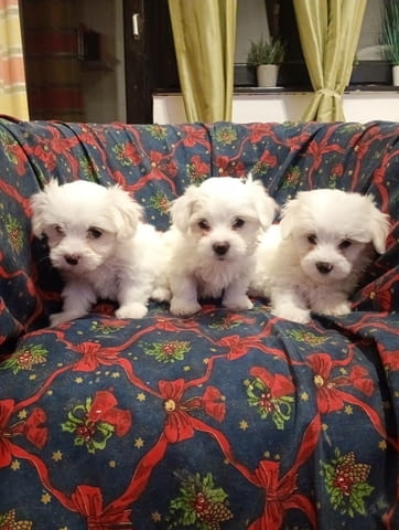 Coton de Tulear puppies for sale Unknown Breed, 2 Months, Vaccinated - Yes - city of Varna | Dogs - снимка 2