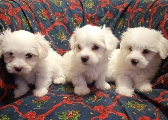 Coton de Tulear puppies for sale Unknown Breed, 2 Months, Vaccinated - Yes - city of Varna | Dogs - снимка 3