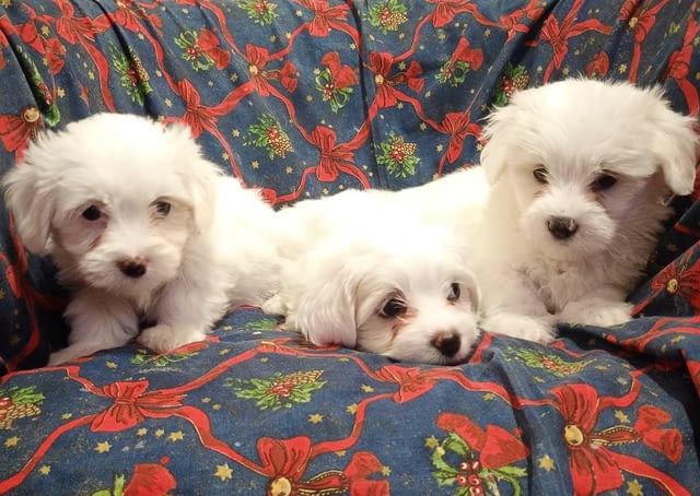 Coton de Tulear puppies for sale Unknown Breed, 2 Months, Vaccinated - Yes - city of Varna | Dogs - снимка 5