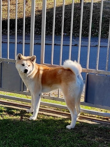 Японска Акита Ину кученца Ваксинирано - Да, Обезпаразитено - Да - град Извън България | Кучета - снимка 4