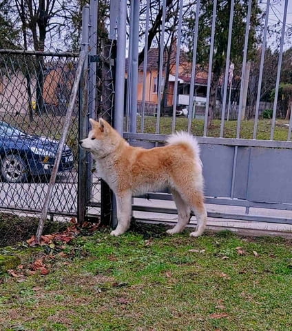 Японска Акита Ину кученца Ваксинирано - Да, Обезпаразитено - Да - град Извън България | Кучета - снимка 6