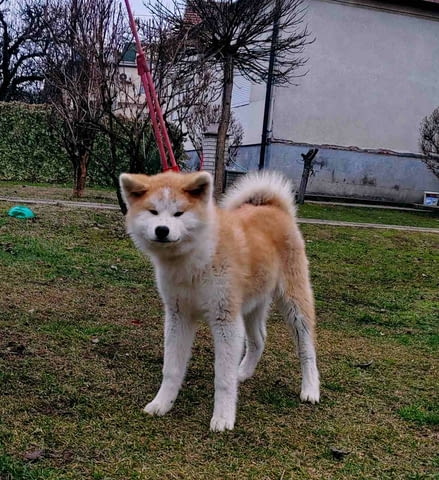 Японска Акита Ину кученца Ваксинирано - Да, Обезпаразитено - Да - град Извън България | Кучета - снимка 9