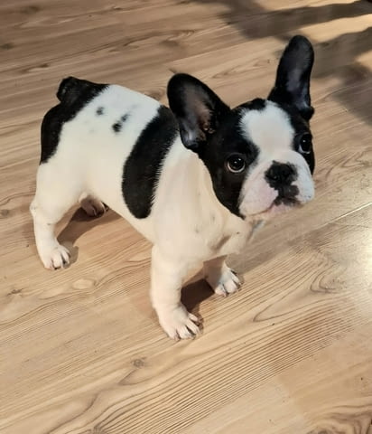 Френски булдози кученца за продажба Hardhair Fox Terrier, Vaccinated - Yes, Dewormed - Yes - city of Izvun Bulgaria | Dogs - снимка 2