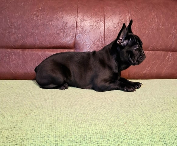 Френски булдози кученца за продажба Hardhair Fox Terrier, Vaccinated - Yes, Dewormed - Yes - city of Izvun Bulgaria | Dogs - снимка 6