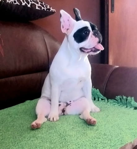 Френски булдози кученца за продажба Hardhair Fox Terrier, Vaccinated - Yes, Dewormed - Yes - city of Izvun Bulgaria | Dogs - снимка 9