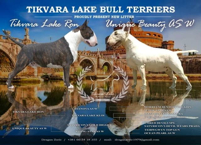 Стандарт Бултериер кученца за продажба Ваксинирано - Да, Обезпаразитено - Да - град Извън България | Кучета - снимка 2