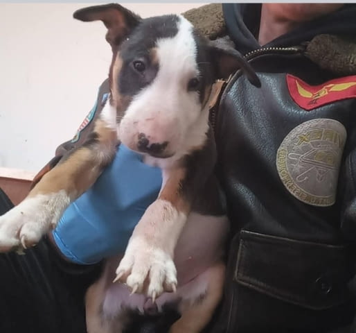 Стандарт Бултериер кученца за продажба Ваксинирано - Да, Обезпаразитено - Да - град Извън България | Кучета - снимка 4