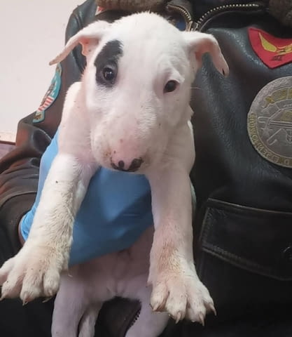 Стандарт Бултериер кученца за продажба Ваксинирано - Да, Обезпаразитено - Да - град Извън България | Кучета - снимка 5