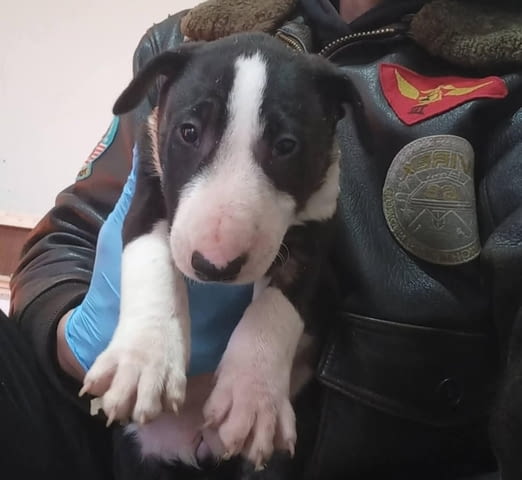 Стандарт Бултериер кученца за продажба Ваксинирано - Да, Обезпаразитено - Да - град Извън България | Кучета - снимка 6