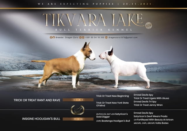 Стандарт Бултериер кученца за продажба Ваксинирано - Да, Обезпаразитено - Да - град Извън България | Кучета - снимка 7