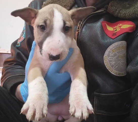 Стандарт Бултериер кученца за продажба Ваксинирано - Да, Обезпаразитено - Да - град Извън България | Кучета - снимка 8