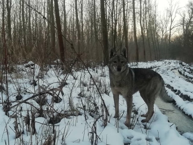 Чехословашки вълчи кученца Чехословашки вълчак, Ваксинирано - Да, Обезпаразитено - Да - град Извън България | Кучета - снимка 3