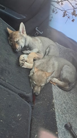 Чехословашки вълчи кученца Чехословашки вълчак, Ваксинирано - Да, Обезпаразитено - Да - град Извън България | Кучета - снимка 4