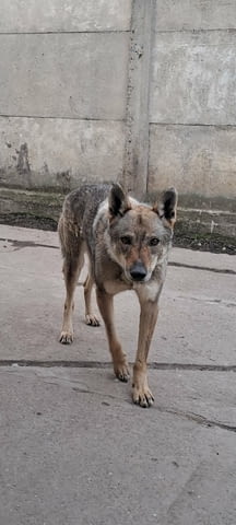Чехословашки вълчи кученца Чехословашки вълчак, Ваксинирано - Да, Обезпаразитено - Да - град Извън България | Кучета - снимка 5