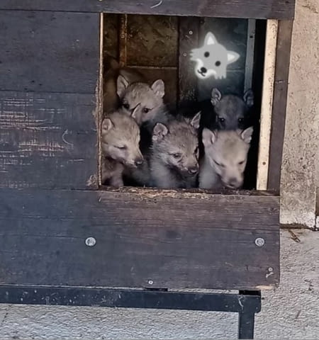 Чехословашки вълчи кученца Чехословашки вълчак, Ваксинирано - Да, Обезпаразитено - Да - град Извън България | Кучета - снимка 7