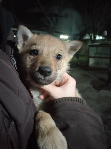 Чехословашки вълчи кученца Чехословашки вълчак, Ваксинирано - Да, Обезпаразитено - Да - град Извън България | Кучета - снимка 8