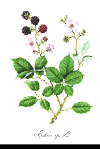 Листа от къпина - град Берковица | Хомеопатия