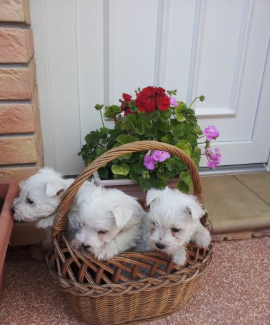 Уест териер-уестхайлендуаит териер/-женско/ Западнохайландски бял териер, 3 месеца, Ваксинирано - Да - град Варна | Кучета - снимка 1