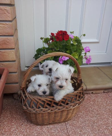 Уест териер-уестхайлендуаит териер/-женско/ Западнохайландски бял териер, 3 месеца, Ваксинирано - Да - град Варна | Кучета - снимка 2