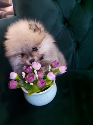 Beautiful Pomeranian puppies - Your new family member, city of Izvun Bulgaria - снимка 1