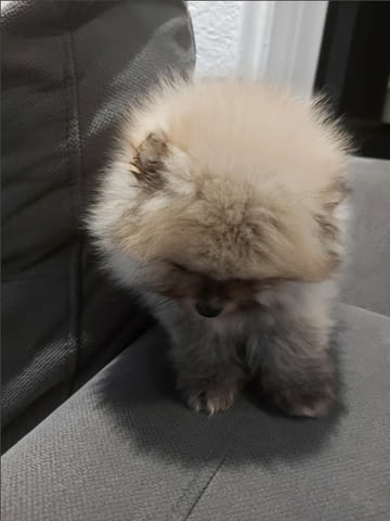 Beautiful Pomeranian puppies - Your new family member, city of Izvun Bulgaria - снимка 2