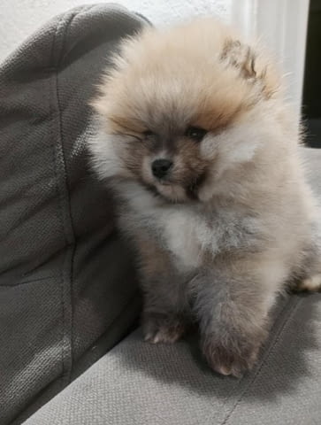 Beautiful Pomeranian puppies - Your new family member, city of Izvun Bulgaria - снимка 3