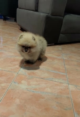 Beautiful Pomeranian puppies - Your new family member, city of Izvun Bulgaria - снимка 4