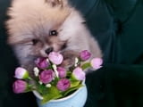 Beautiful Pomeranian puppies - Your new family member