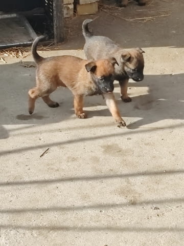 Белгийски овчар Малиноа кученца Малиноа - белгийска овчарка, Ваксинирано - Да, Обезпаразитено - Да - град Извън България | Кучета - снимка 2