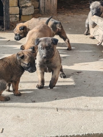 Белгийски овчар Малиноа кученца Малиноа - белгийска овчарка, Ваксинирано - Да, Обезпаразитено - Да - град Извън България | Кучета - снимка 5