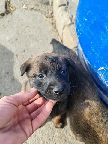 Белгийски овчар Малиноа кученца Малиноа - белгийска овчарка, Ваксинирано - Да, Обезпаразитено - Да - град Извън България | Кучета - снимка 6