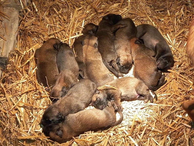 Белгийски овчар Малиноа кученца Малиноа - белгийска овчарка, Ваксинирано - Да, Обезпаразитено - Да - град Извън България | Кучета - снимка 7