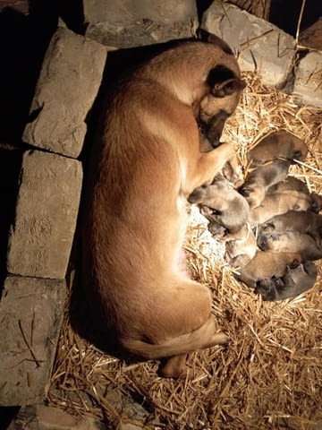 Белгийски овчар Малиноа кученца Малиноа - белгийска овчарка, Ваксинирано - Да, Обезпаразитено - Да - град Извън България | Кучета - снимка 8