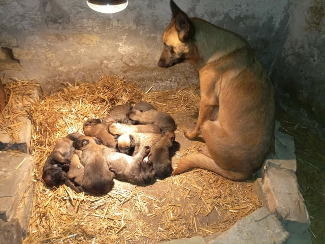 Белгийски овчар Малиноа кученца Малиноа - белгийска овчарка, Ваксинирано - Да, Обезпаразитено - Да - град Извън България | Кучета - снимка 9