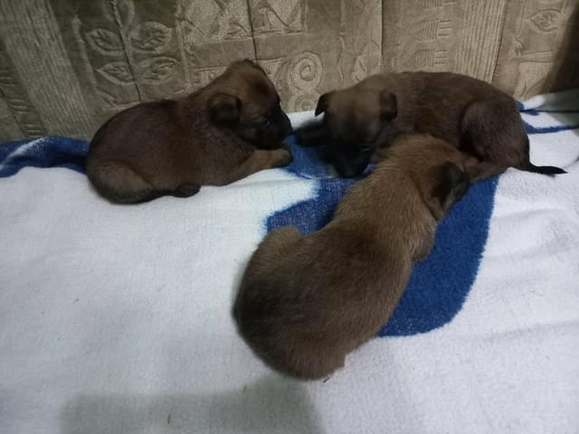 Белгийски овчар Малиноа кученца Малиноа - белгийска овчарка, Ваксинирано - Да, Обезпаразитено - Да - град Извън България | Кучета - снимка 11