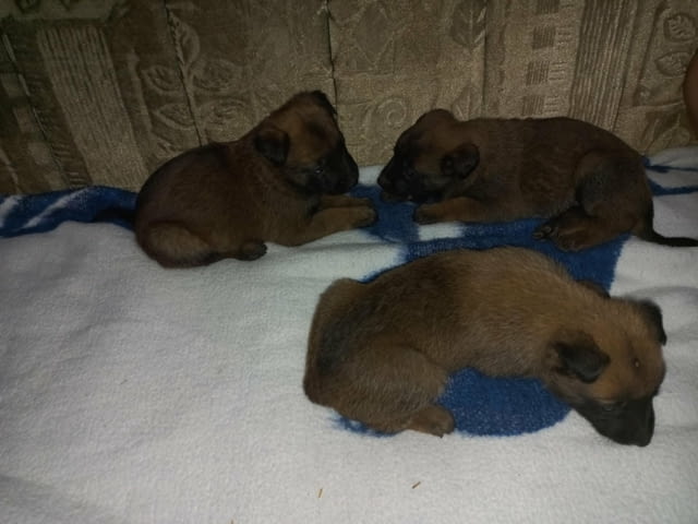 Белгийски овчар Малиноа кученца Малиноа - белгийска овчарка, Ваксинирано - Да, Обезпаразитено - Да - град Извън България | Кучета - снимка 12